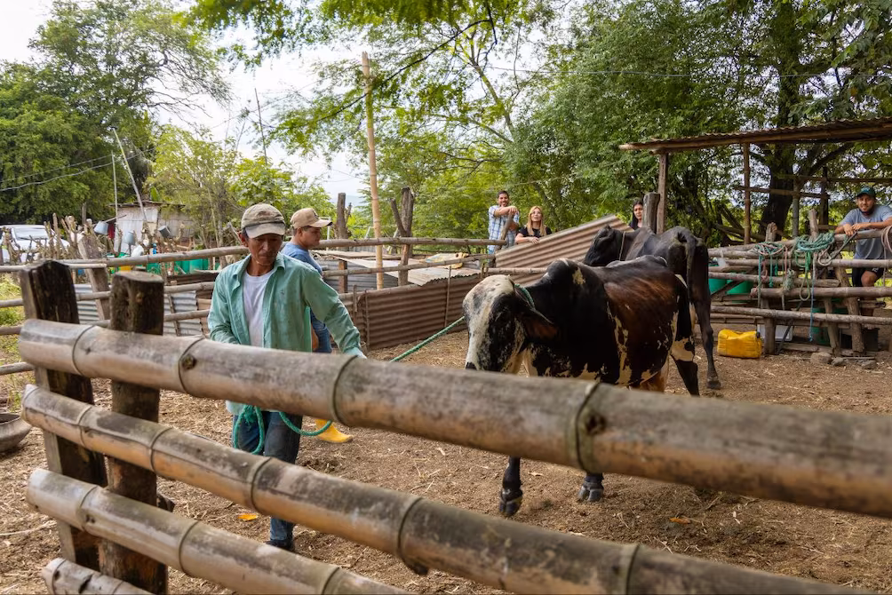 Manabí impulsa mejoramiento genético de bovinos mediante inseminación artificial